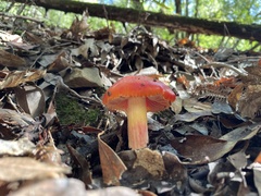 Hygrocybe laetissima