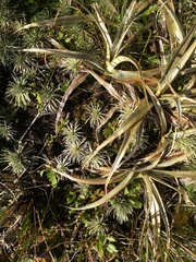 Celmisia sessiliflora