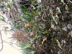 Prosthechea ochracea