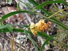 Prosthechea ochracea