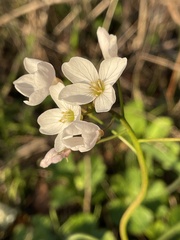 Cardamine californica