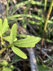 Cardamine californica