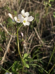 Cardamine californica