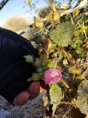 Eremalche rotundifolia