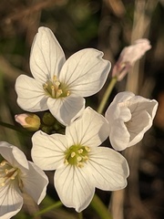 Cardamine californica