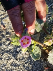 Eremalche rotundifolia