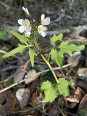 Cardamine californica