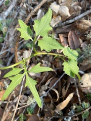 Cardamine californica