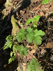 Sanicula crassicaulis