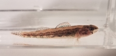 Etheostoma exile