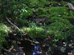 Carex delacosta