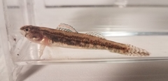 Etheostoma exile