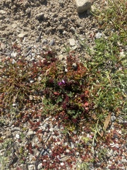 Synchytrium papillatum