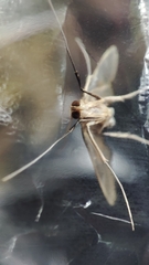 Strepsinoma croesusalis