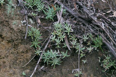 Dudleya virens hassei