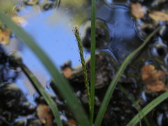 Carex delacosta