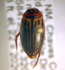 Agabus disintegratus