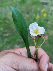Alisma lanceolatum