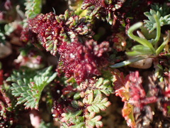 Synchytrium papillatum