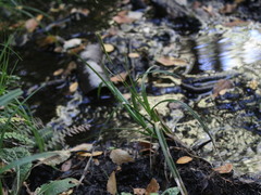 Carex delacosta