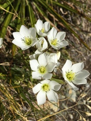 Gentianella corymbifera