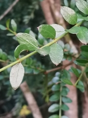 Lepidoceras chilense