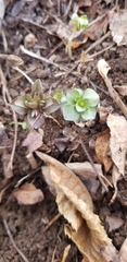 Obolaria virginica