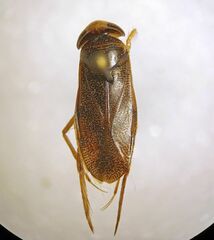 Corixinae