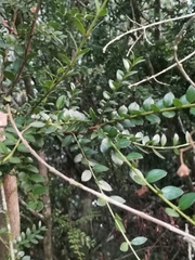 Lepidoceras chilense