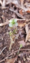 Obolaria virginica