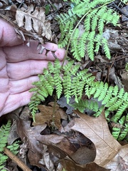 Dryopteris × triploidea