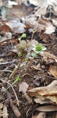 Obolaria virginica