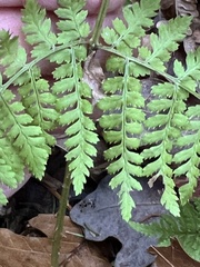 Dryopteris × triploidea