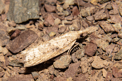 Bactra noteraula