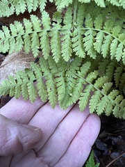 Dryopteris × triploidea