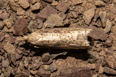 Bactra noteraula