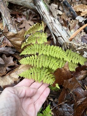 Dryopteris × triploidea