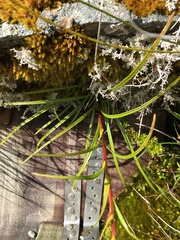 Dolichoglottis lyallii