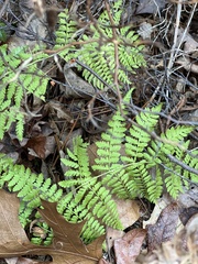 Dryopteris × triploidea