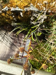 Dolichoglottis lyallii