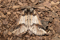 Declana junctilinea