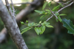 Azara serrata