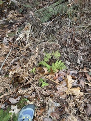 Dryopteris × triploidea