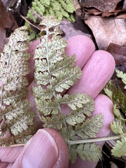 Dryopteris × triploidea
