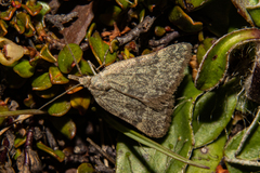 Dichromodes sphaeriata
