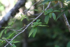 Azara serrata