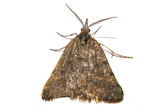 Dichromodes sphaeriata