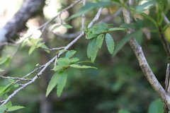 Azara serrata