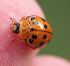 Harmonia octomaculata