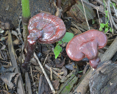 Ganoderma neojaponicum